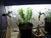 pot111 001.jpg