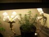 pot111 002.jpg