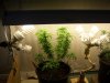 pot111 003.jpg