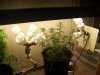 pot111 004.jpg