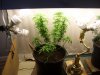 pot111 005.jpg