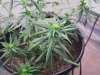 pot111 007.jpg