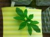 20120806_173106.jpg
