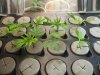 fresh cut clones week 2.jpg