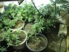 veg room week 2.jpg
