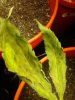 mold leaves 069.jpg mold leaves 069.jpg