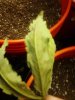 mold leaves 070.jpg mold leaves 070.jpg