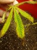 mold leaves 062.jpg