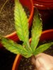mold leaves 053.jpg
