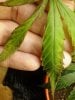 mold leaves 066.jpg