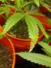 mold leaves 060.jpg mold leaves 060.jpg