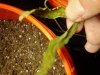 mold leaves 055.jpg