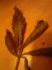 mold leaves 050.jpg