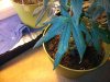IMG_20120809_111517.jpg