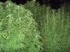 100_3177.jpg
