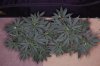 20120807_Romulan_veg_top.jpg 20120807_Romulan_veg_top.jpg