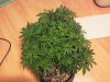IMG_20120810_164804.jpg