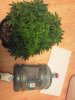 IMG_20120810_164955.jpg