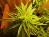 pot 121 007.jpg