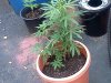 IMG_20120811_165334.jpg