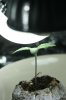 7 day old seedlings 4 7.5.12.jpg 7 day old seedlings 4 7.5.12.jpg