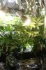 Flowering day 6 2.jpg Flowering day 6 2.jpg