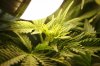 Flowering day 14.jpg Flowering day 14.jpg