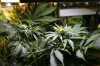 Flowering day 21.jpg Flowering day 21.jpg