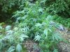 DSC01759.jpg