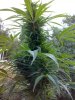 08092008596.jpg