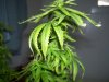 pot441 008.jpg