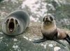 seals.jpeg