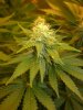 close up bud (AK).jpg