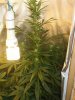 high level in flower.jpg