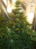 pure ak in flower.jpg