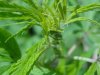 plant 003.jpg