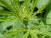 plant 004.jpg