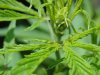 plant 005.jpg