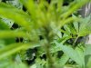 plant 007.jpg