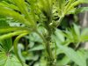 plant 008.jpg