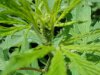 plant 009.jpg