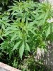 plant 010.jpg