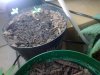Skunk and Swazi Pot 1 sprouted 8-14.jpg