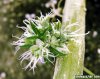 pot_anenome_tiny.jpg pot_anenome_tiny.jpg