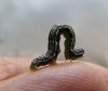 inchworm%u00255B4%5D.jpg