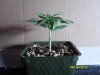new plants 006.jpg