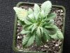 new plants 002.jpg