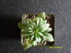 new plants 003.jpg