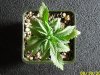 new plants 004.jpg