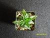 new plants 005.jpg